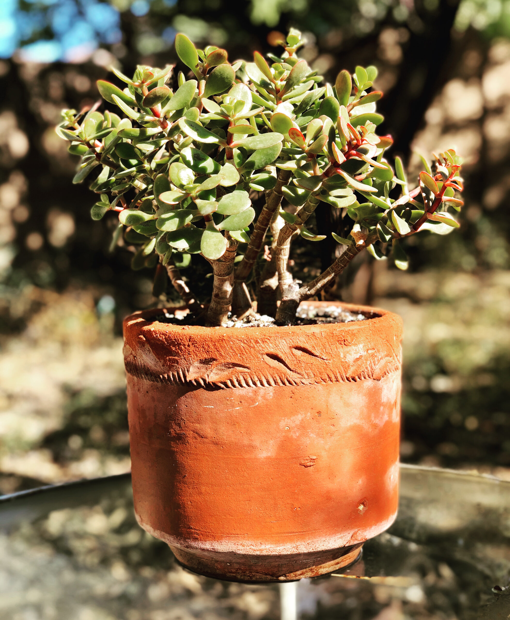 Jade Tree